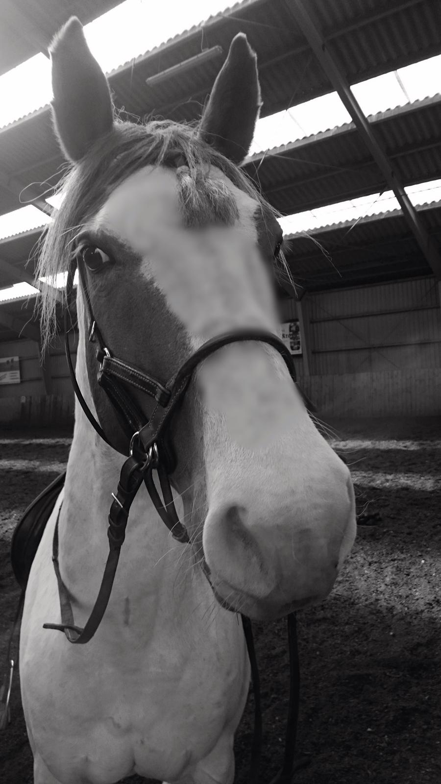 Anden særlig race Tantoos Comander (Kato) billede 1