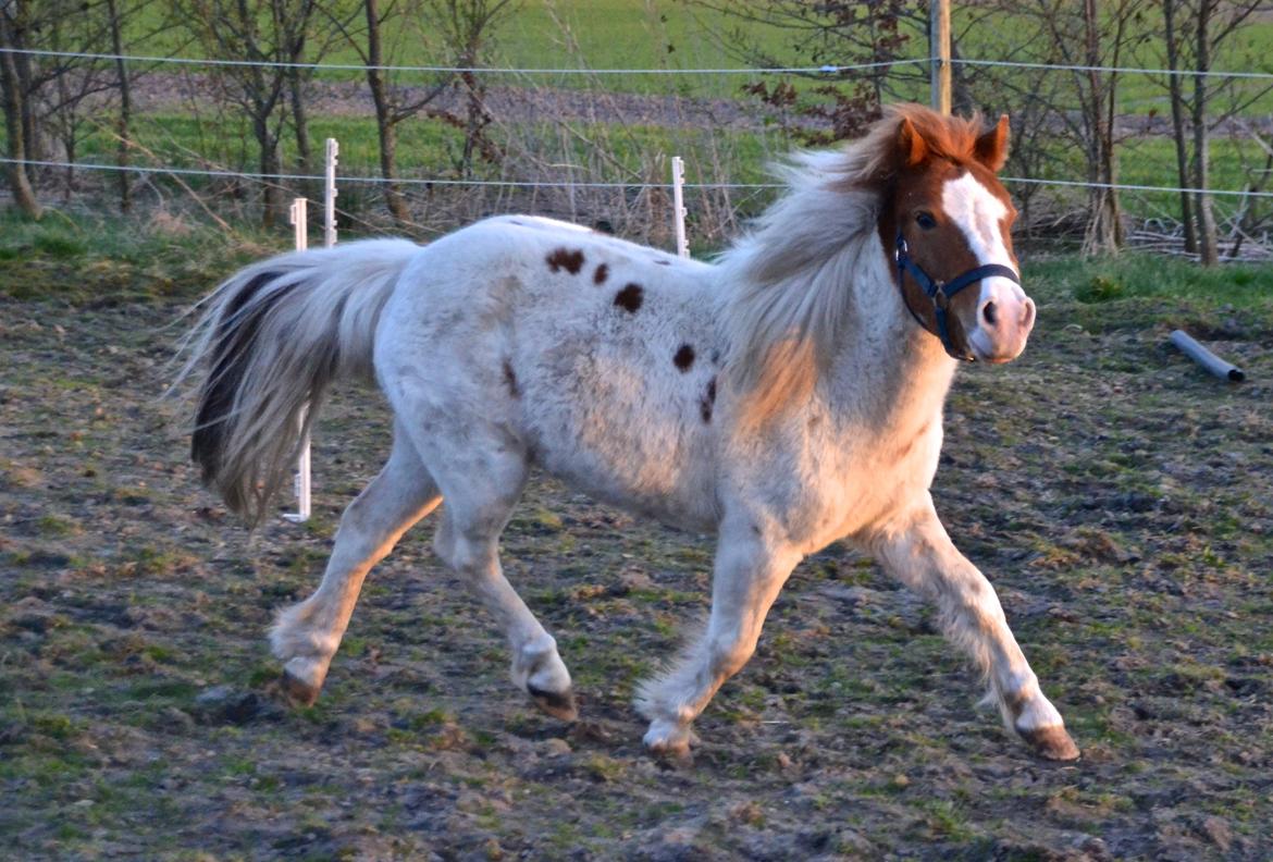 Shetlænder Bianca billede 20