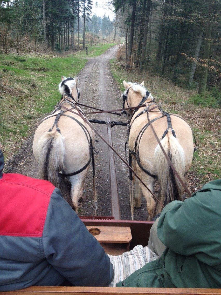 Fjordhest Tronkærs Pegasus billede 8