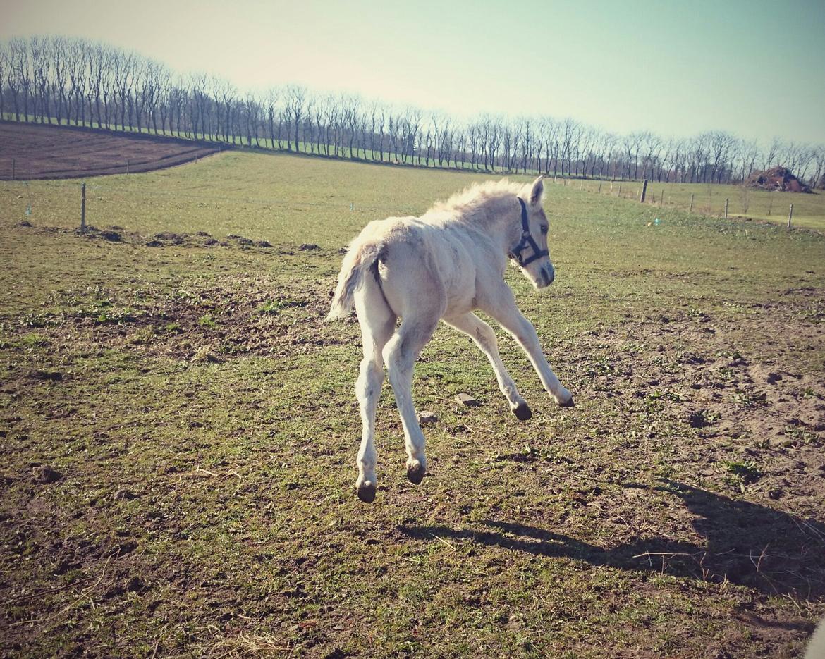 Fjordhest Klostermarkens felix billede 17