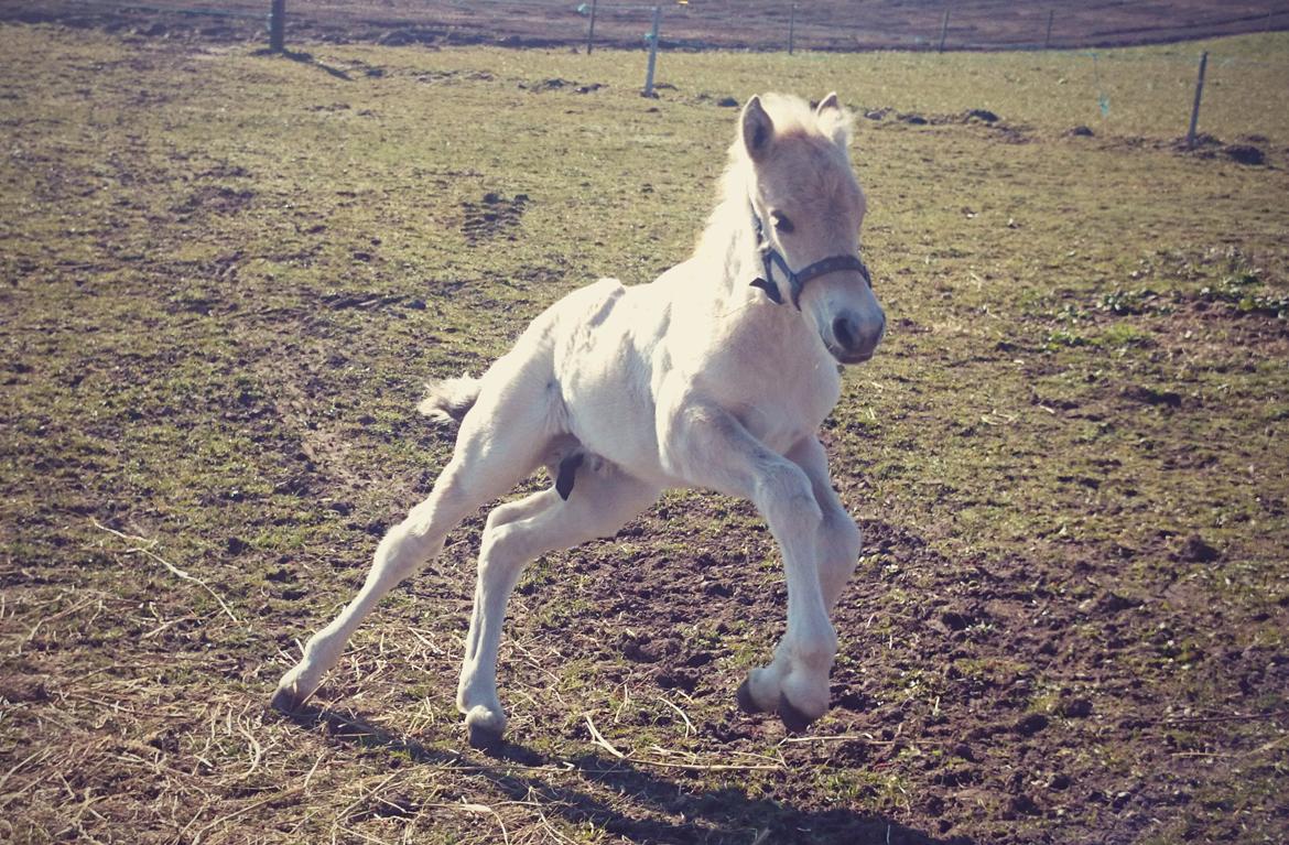 Fjordhest Klostermarkens felix billede 13