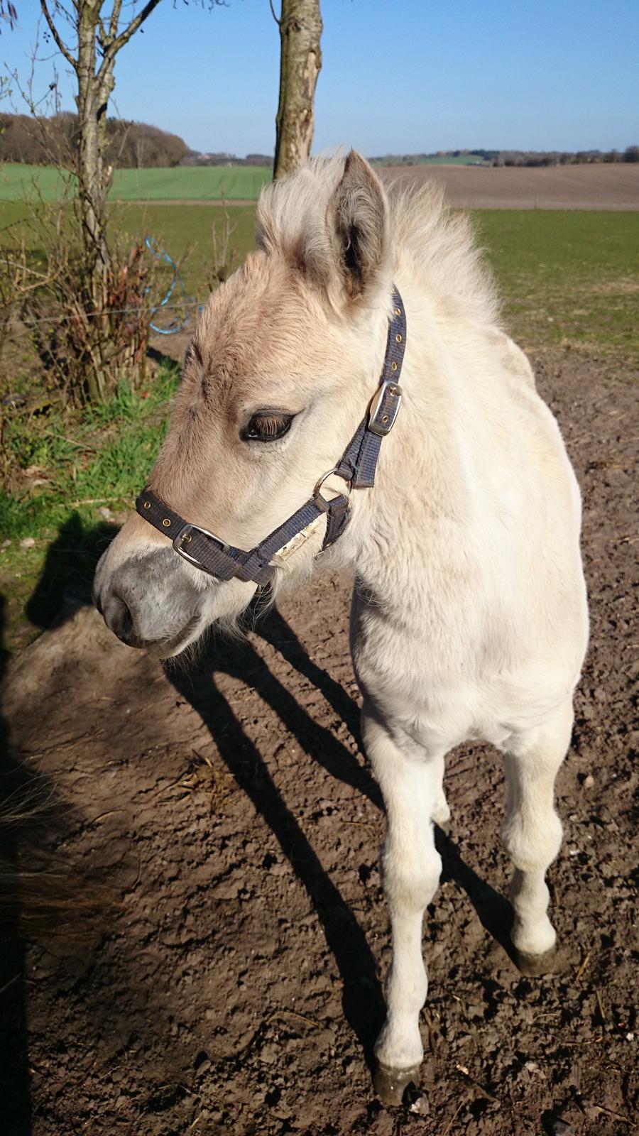 Fjordhest Klostermarkens felix billede 18