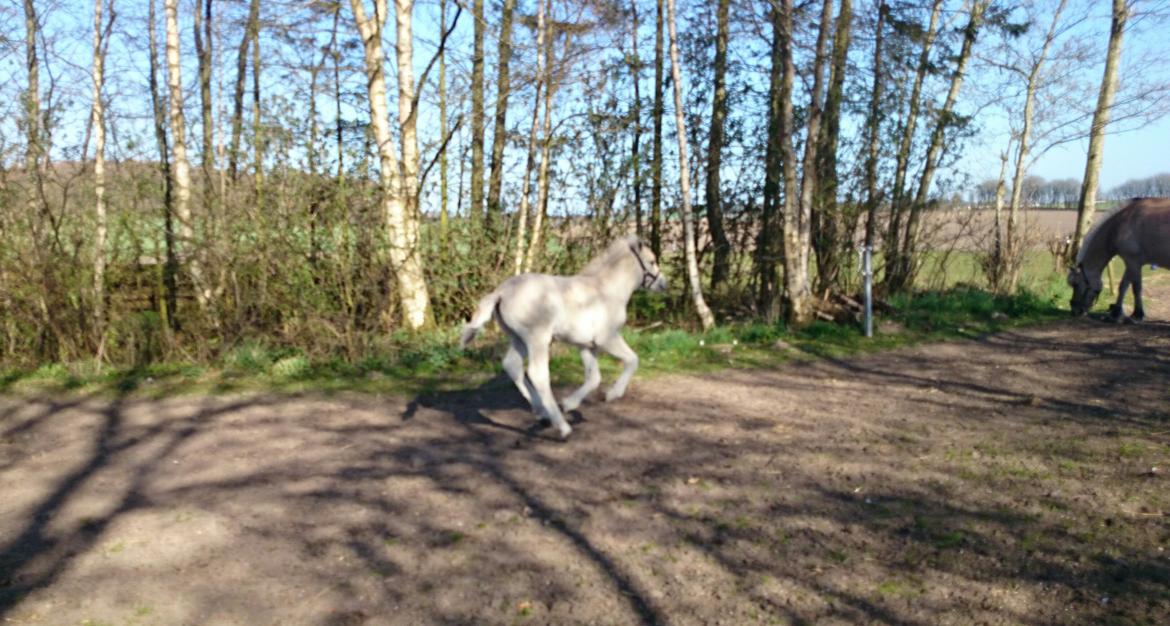 Fjordhest Klostermarkens felix billede 12