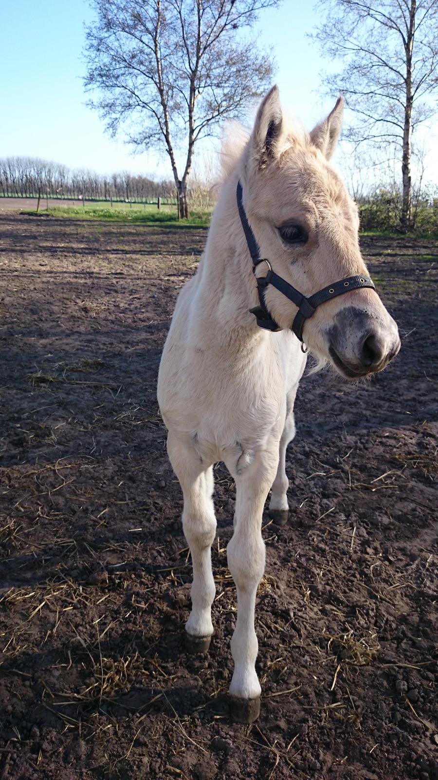 Fjordhest Klostermarkens felix billede 11