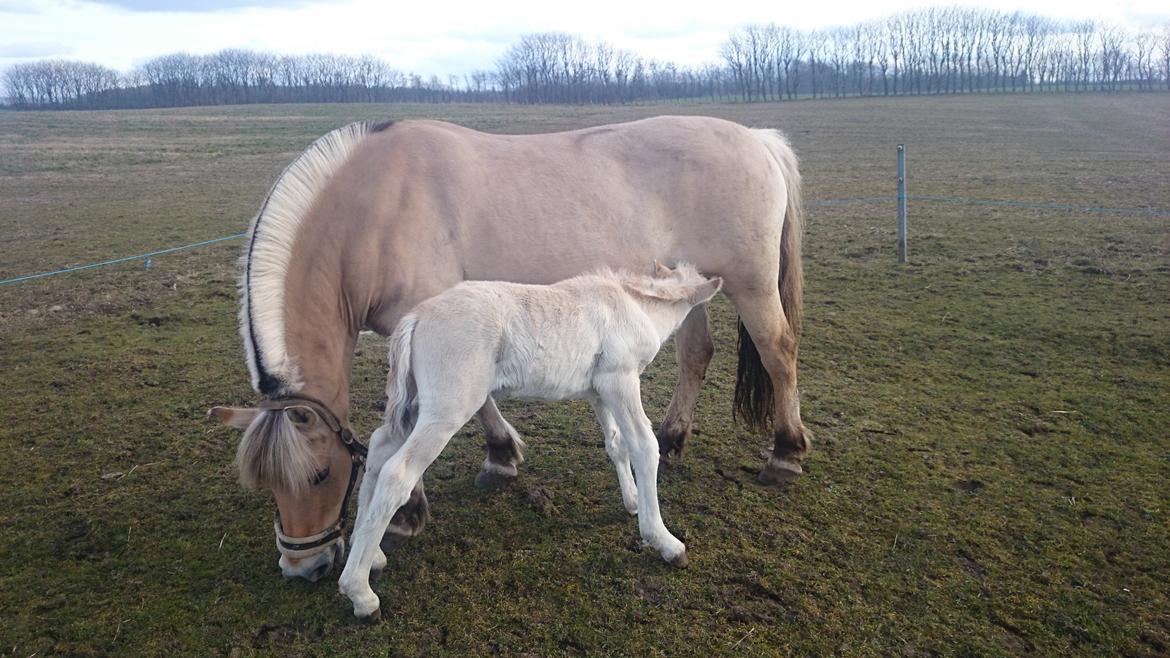 Fjordhest Klostermarkens felix billede 19