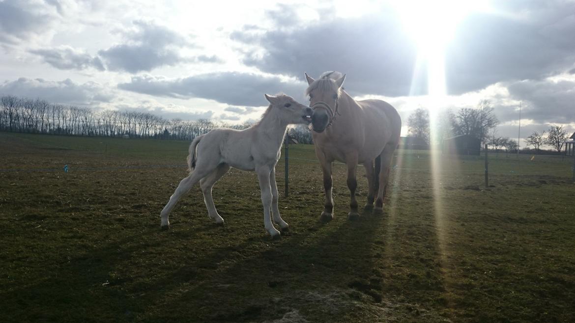 Fjordhest Klostermarkens felix billede 20