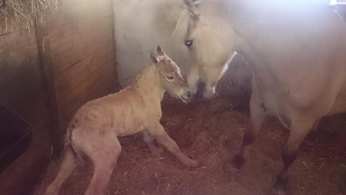 Fjordhest Klostermarkens felix billede 15