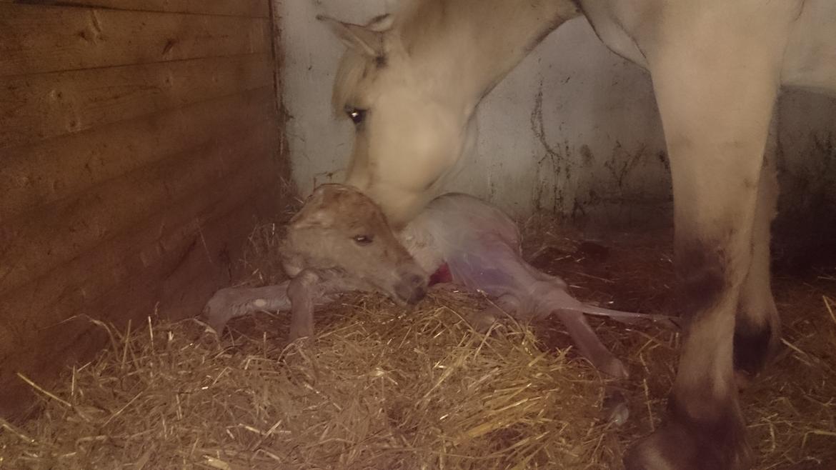 Fjordhest Klostermarkens felix billede 16