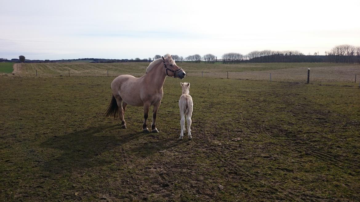 Fjordhest Klostermarkens felix billede 14