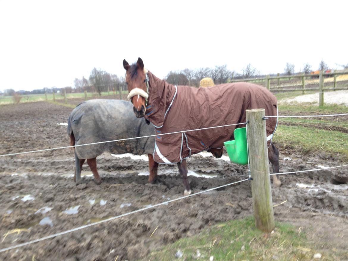 Dansk Varmblod A.B. Chico billede 11