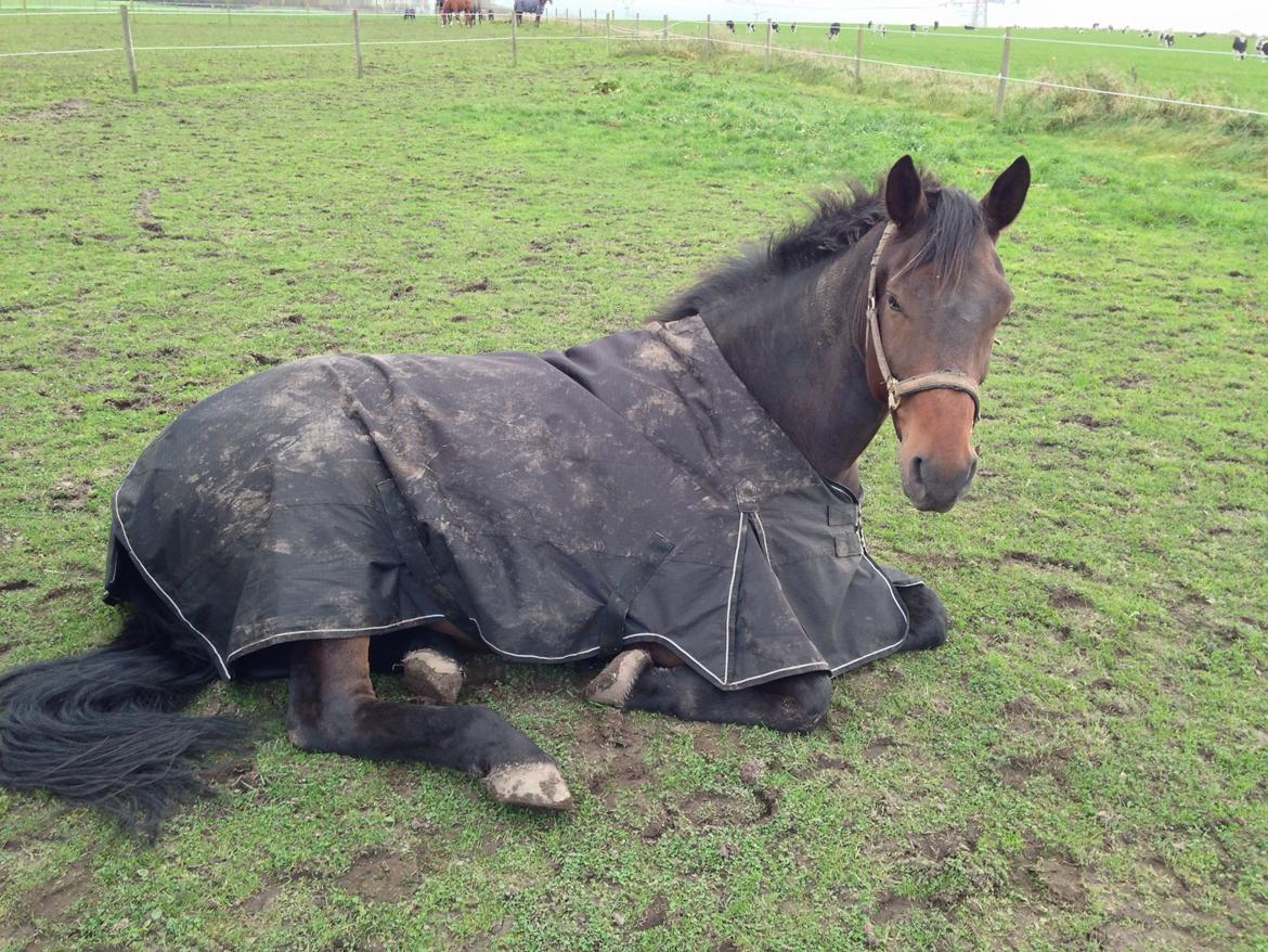 Oldenborg Maks af hejring billede 4