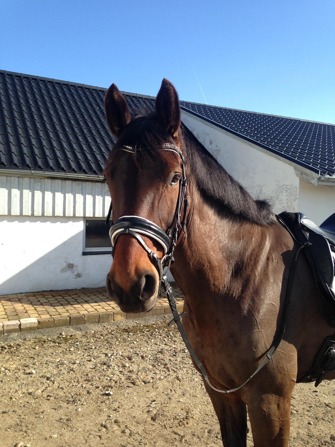 Oldenborg Maks af hejring billede 6