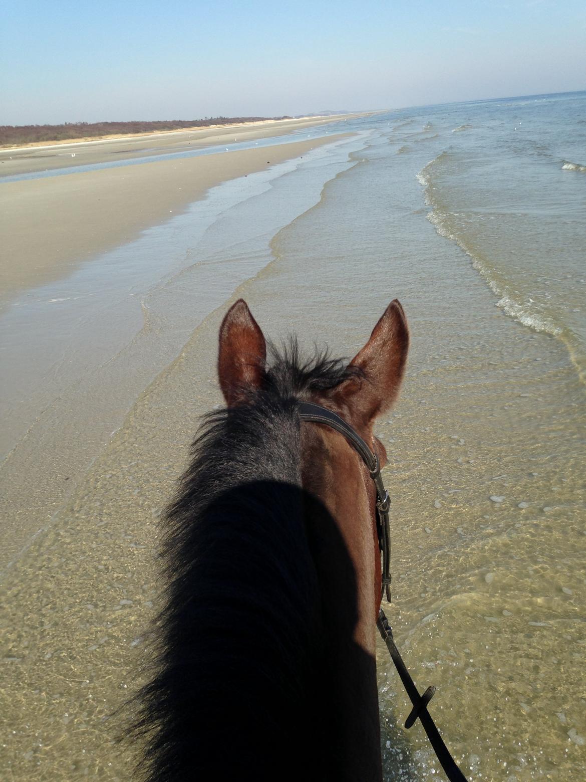 Oldenborg Maks af hejring billede 8