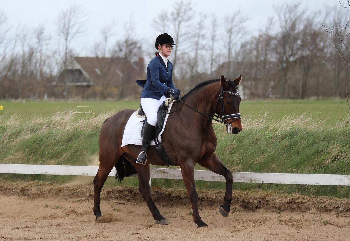 Oldenborg Maks af hejring billede 3