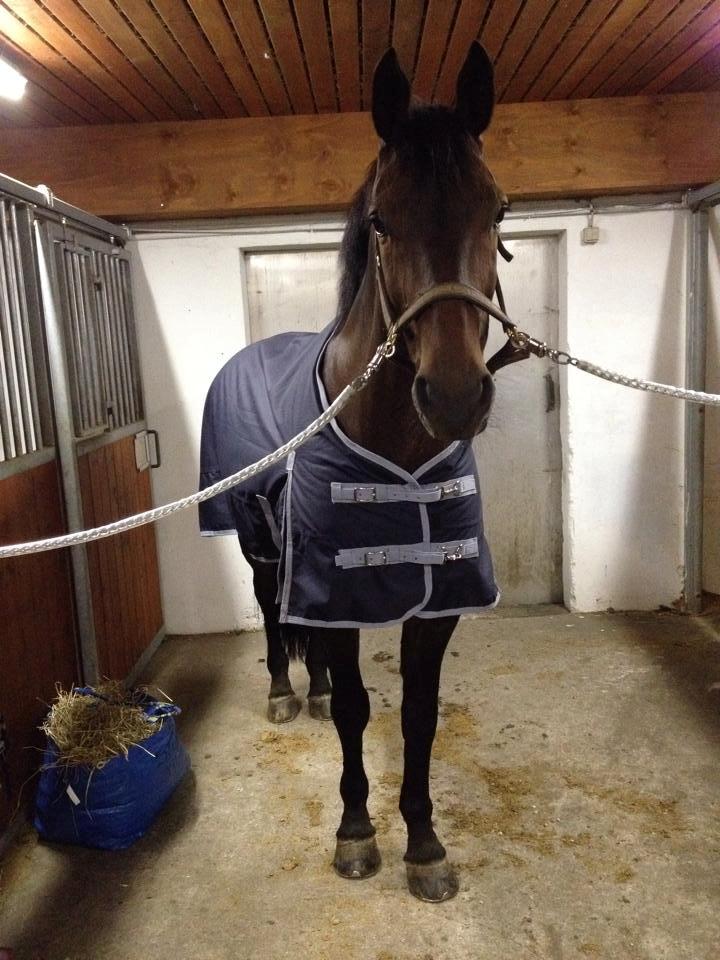 Oldenborg Maks af hejring billede 17