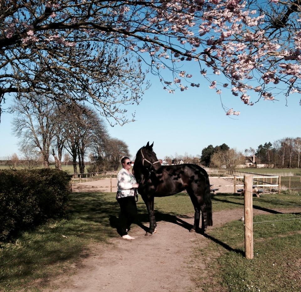 Tysk Oldenburger Love Affair Nexen "Hottie" billede 4