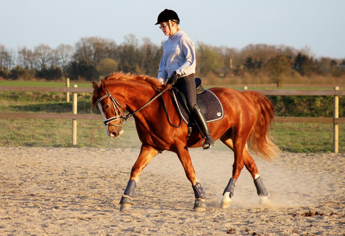 Welsh Cob (sec D) Haymo's Avador (aka. Lille Røde) billede 8