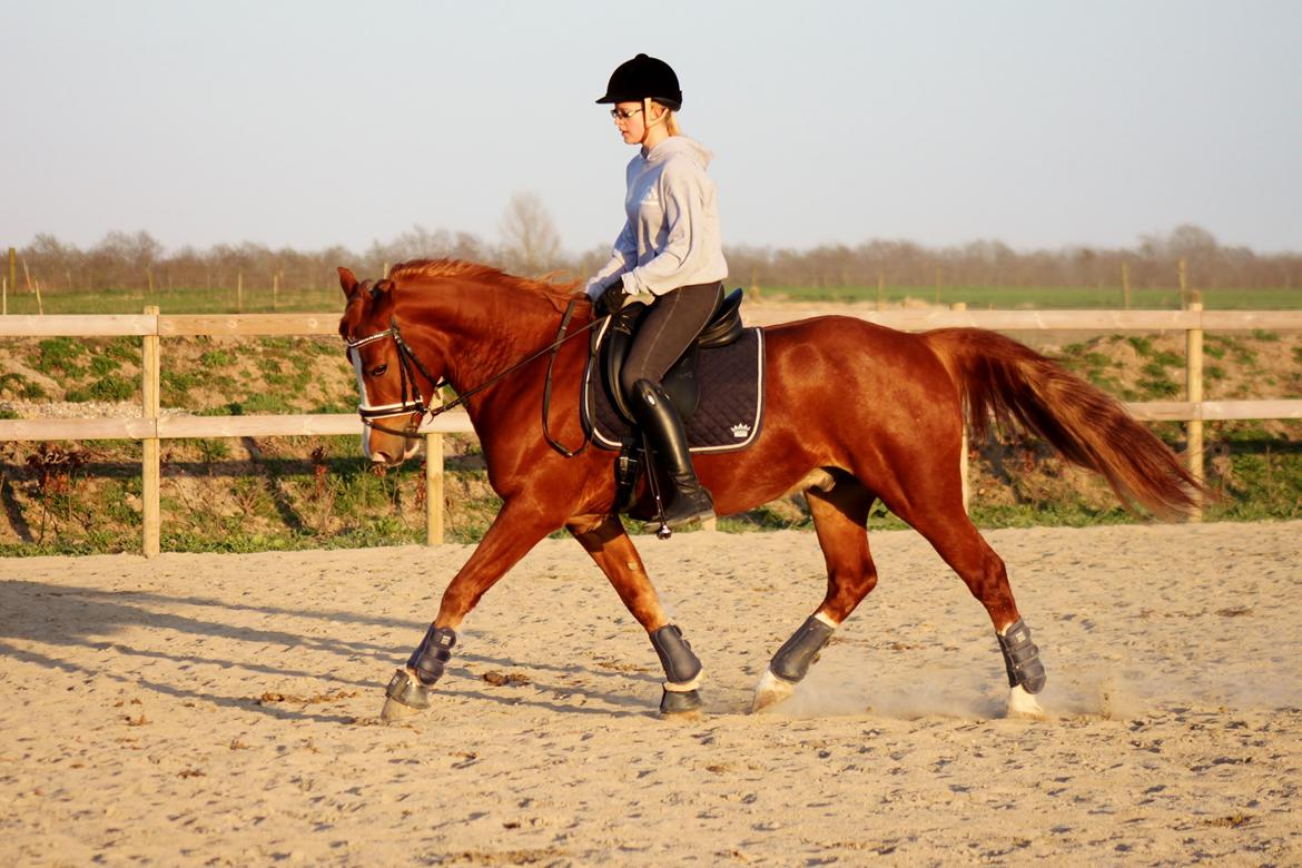 Welsh Cob (sec D) Haymo's Avador (aka. Lille Røde) billede 20