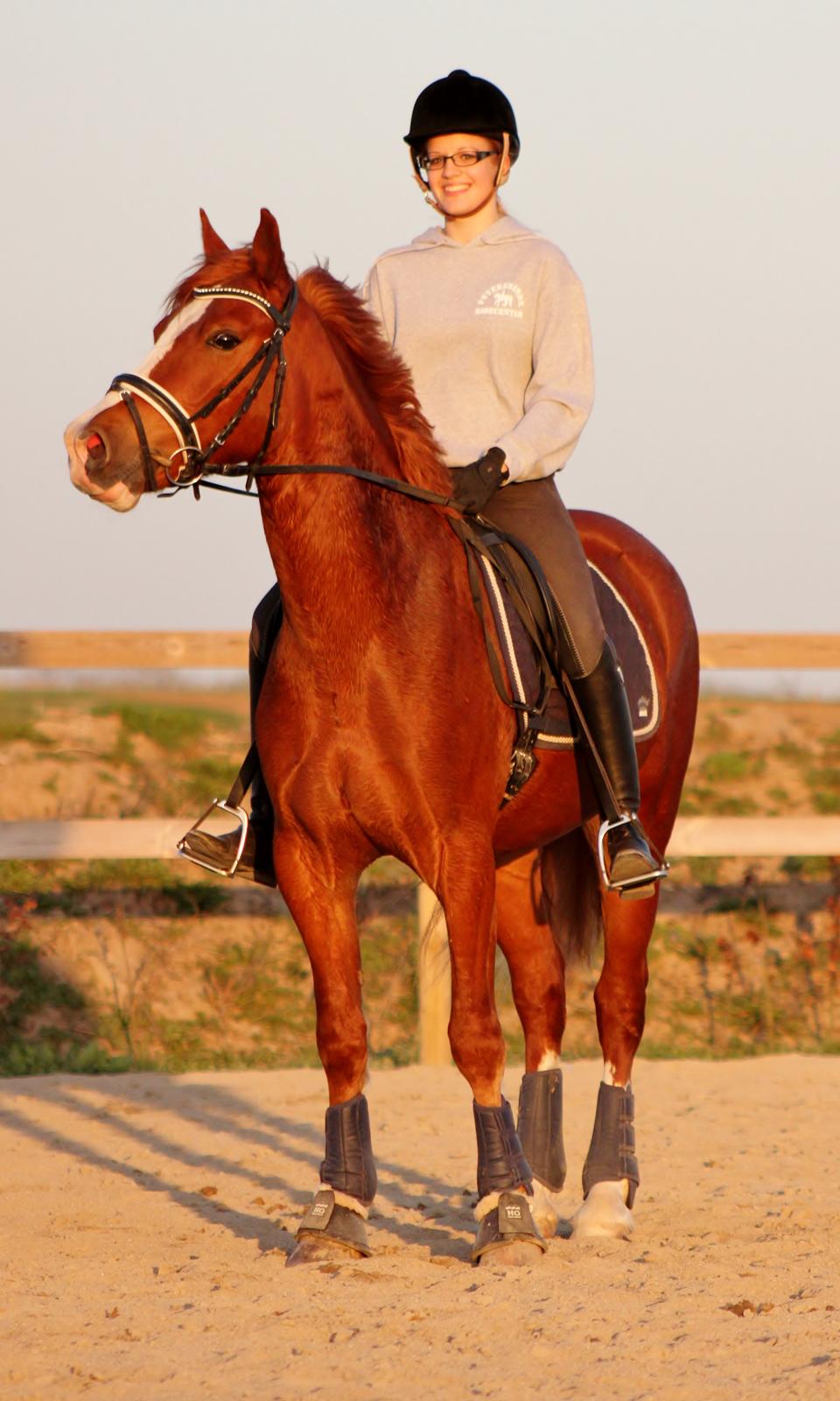 Welsh Cob (sec D) Haymo's Avador (aka. Lille Røde) billede 23