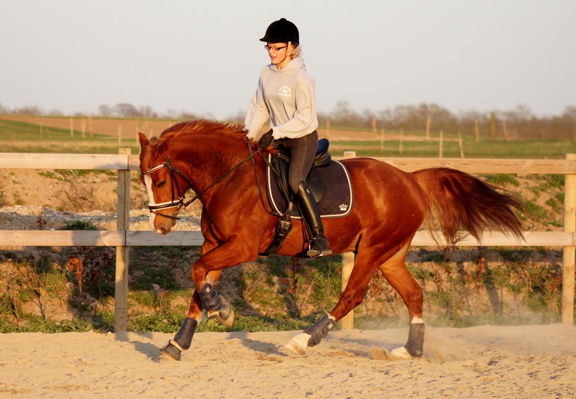 Welsh Cob (sec D) Haymo's Avador (aka. Lille Røde) billede 3