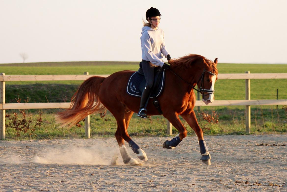 Welsh Cob (sec D) Haymo's Avador (aka. Lille Røde) billede 25