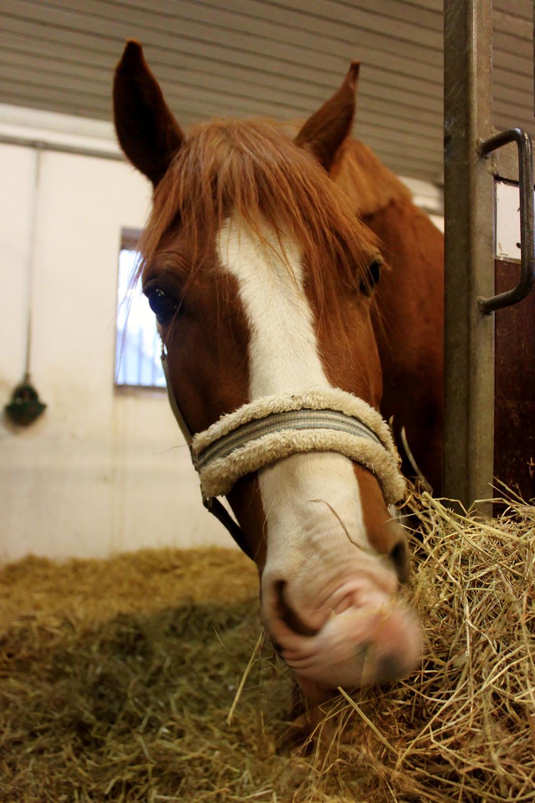 Welsh Cob (sec D) Haymo's Avador (aka. Lille Røde) billede 17