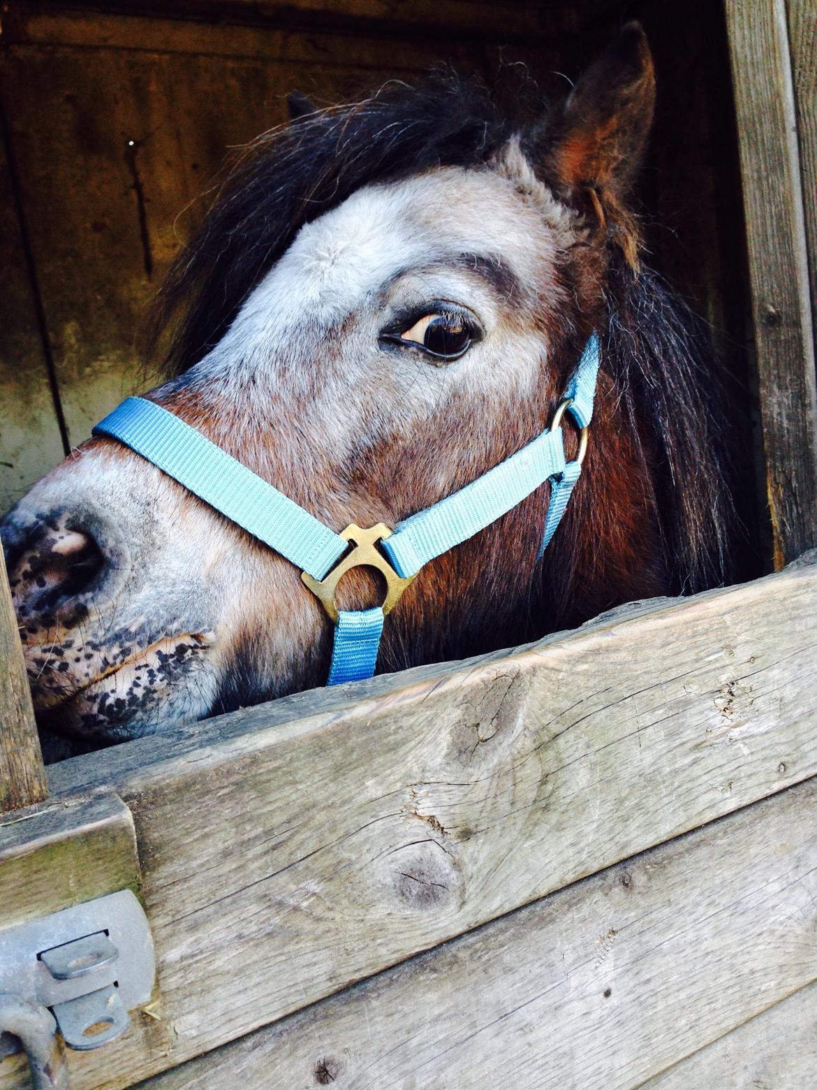 Miniature Knapstrupper Ryttergårdens Bodygard billede 1
