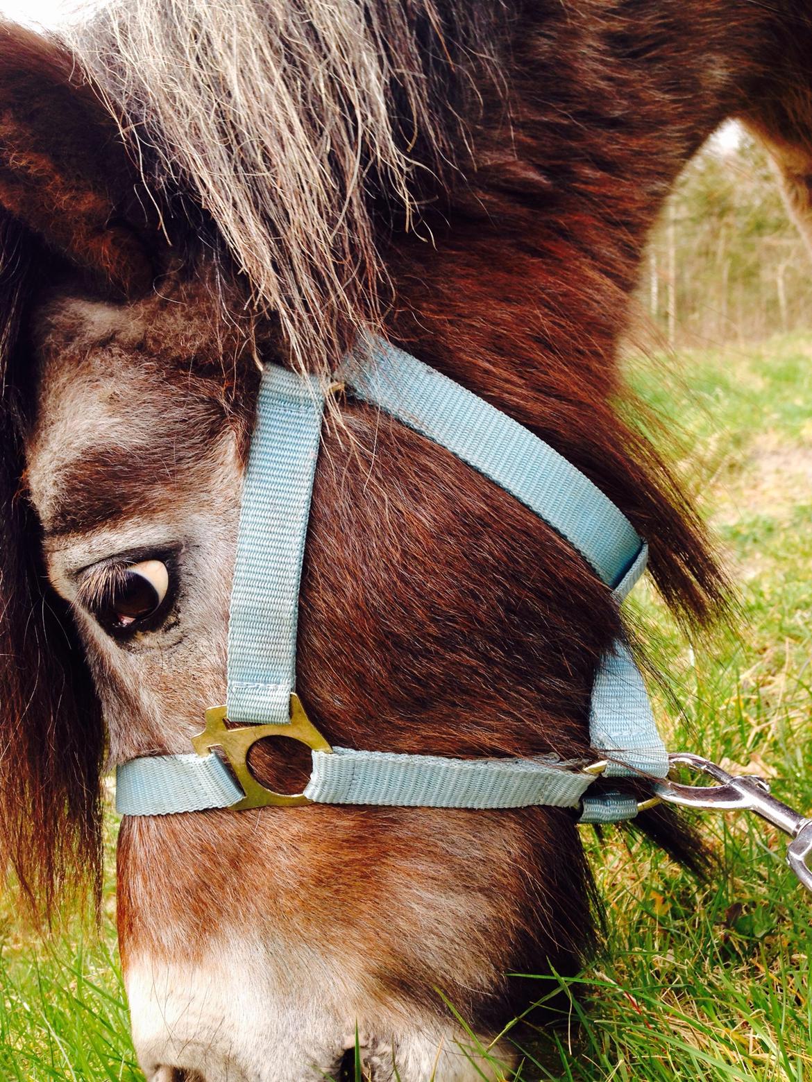 Miniature Knapstrupper Ryttergårdens Bodygard billede 5