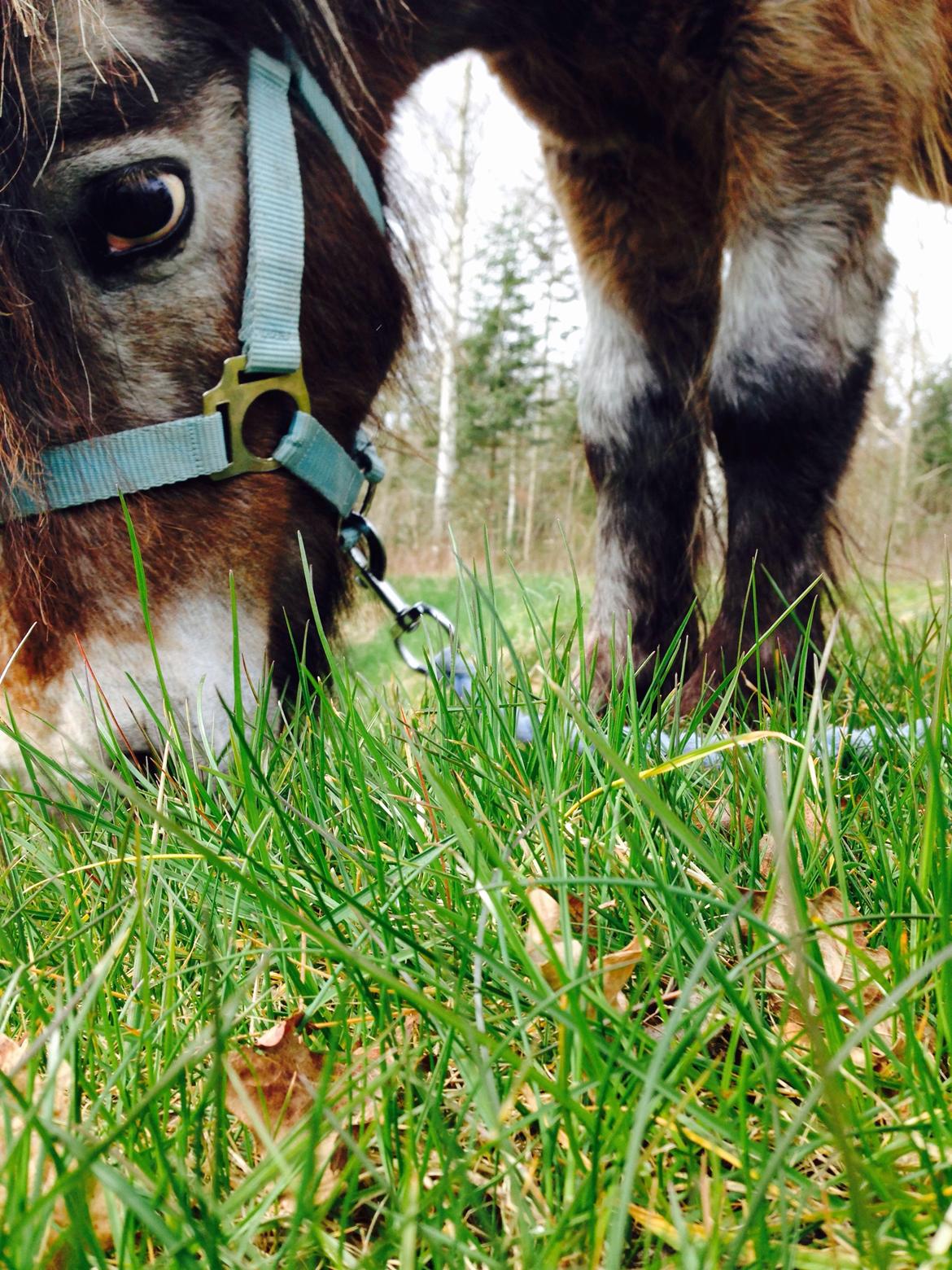 Miniature Knapstrupper Ryttergårdens Bodygard billede 3
