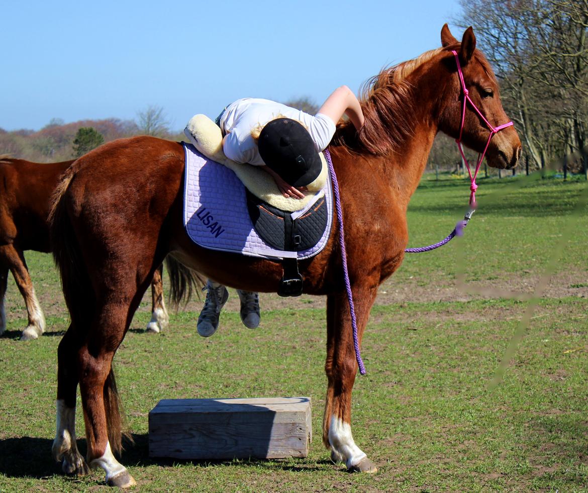 Arabisk fuldblod (OX) Stald Munkholm's Sheeba billede 34