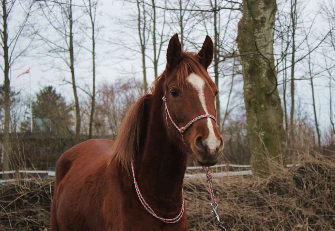 Arabisk fuldblod (OX) Stald Munkholm's Sheeba billede 37