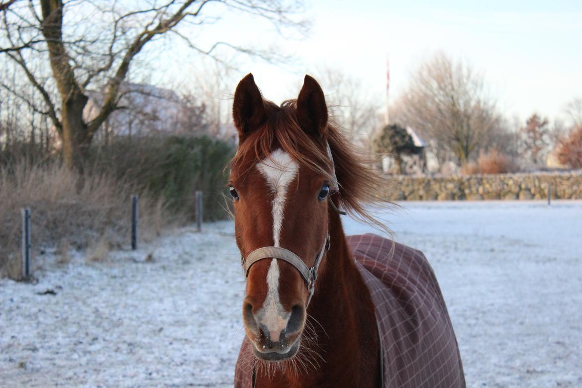 Arabisk fuldblod (OX) Stald Munkholm's Sheeba billede 38