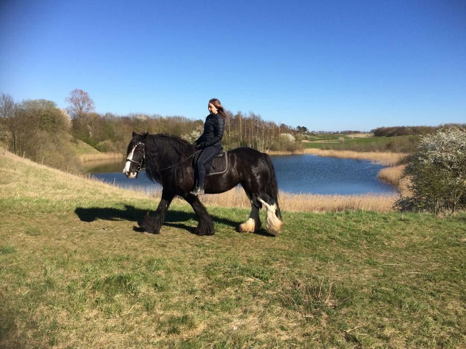 Irish Cob Lady Giga Of Ireland  billede 11