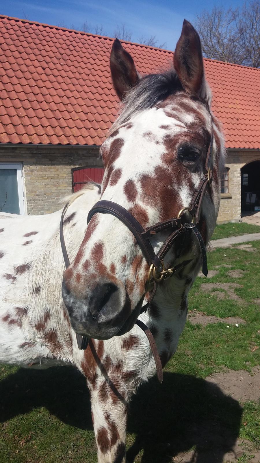 Appaloosa Santuti R.I.P billede 3