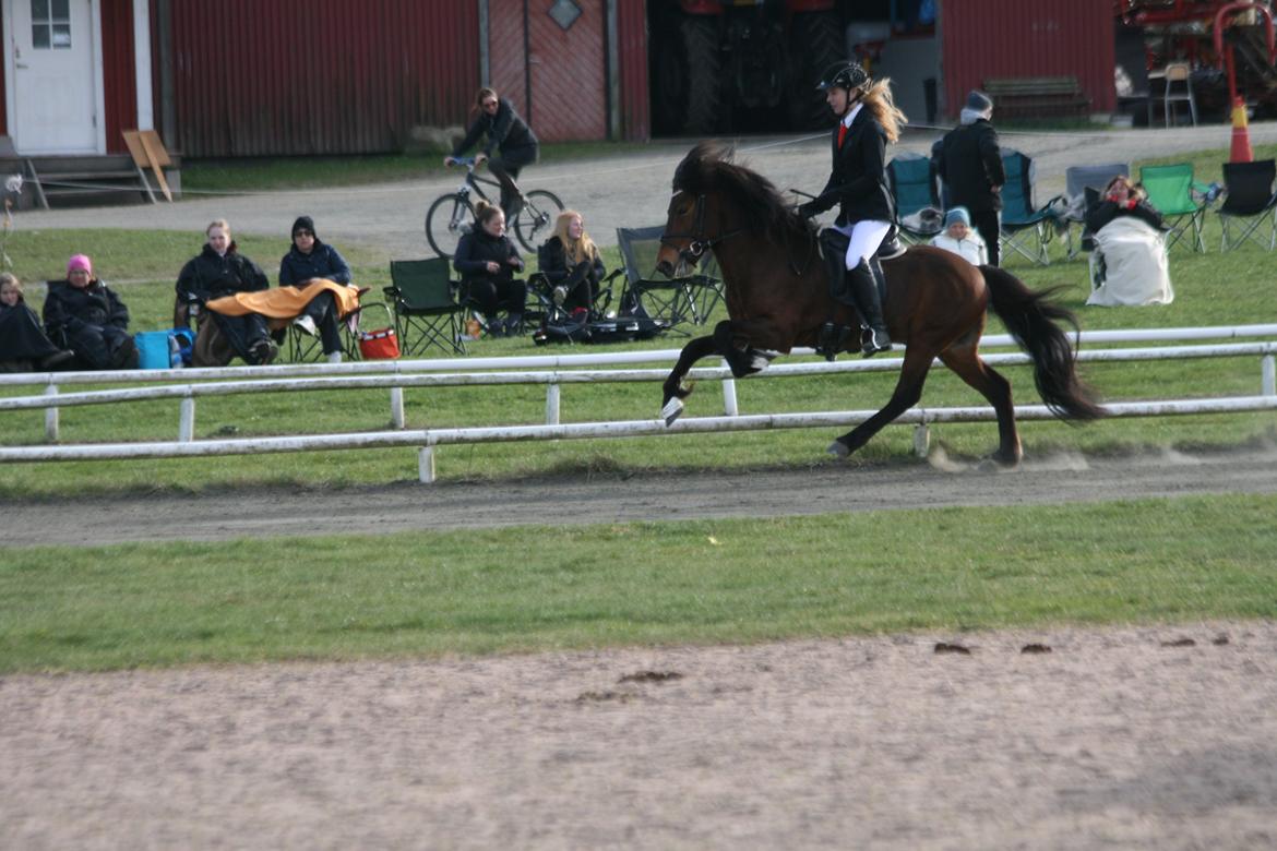 Islænder Pruður fra Flugsæl billede 3