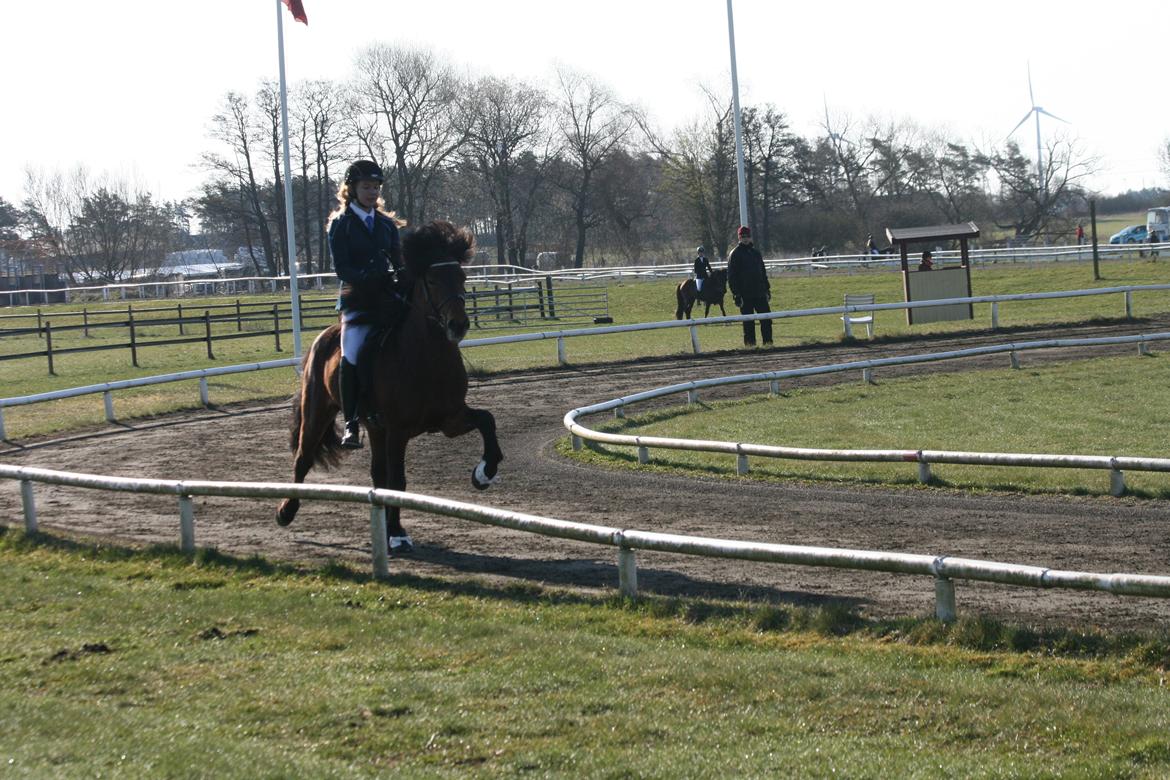 Islænder Pruður fra Flugsæl billede 6
