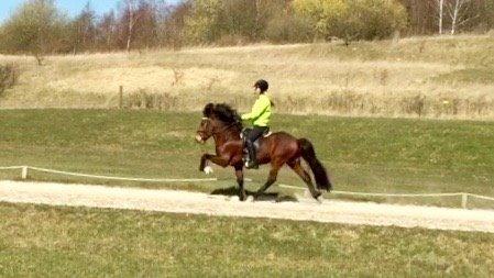 Islænder Pruður fra Flugsæl billede 2