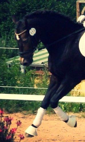 Welsh Partbred (Sec F) - Backersdal's Gaston billede 2