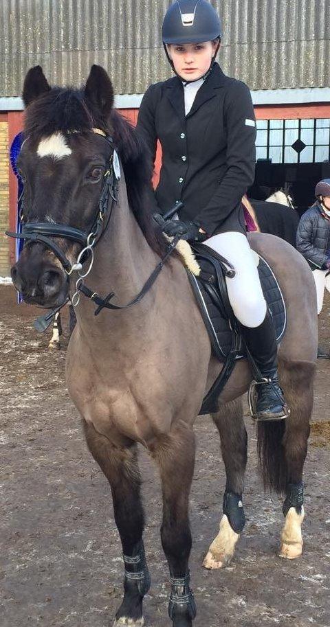 Welsh Partbred (Sec F) - Backersdal's Gaston billede 14