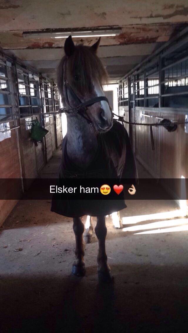 Welsh Cob (sec D) Colt billede 1