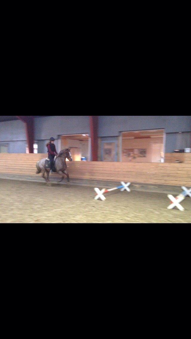 Welsh Cob (sec D) Colt billede 4