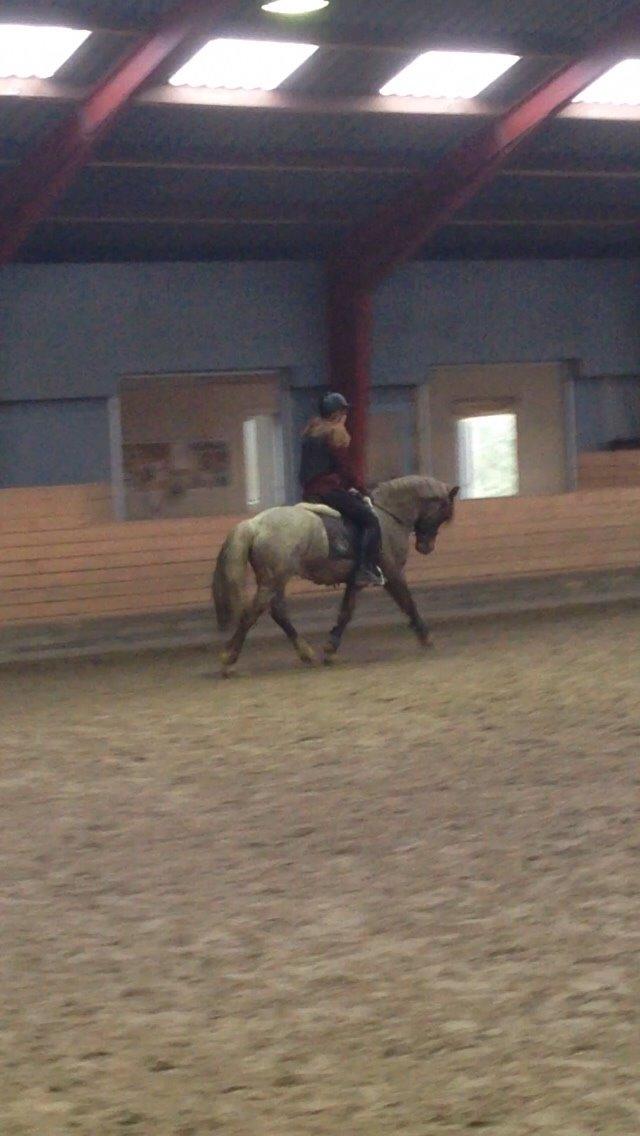 Welsh Cob (sec D) Colt billede 3