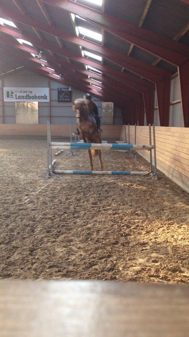 Welsh Cob (sec D) Colt billede 6