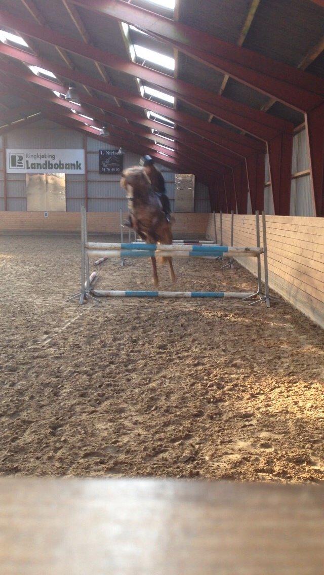 Welsh Cob (sec D) Colt billede 5