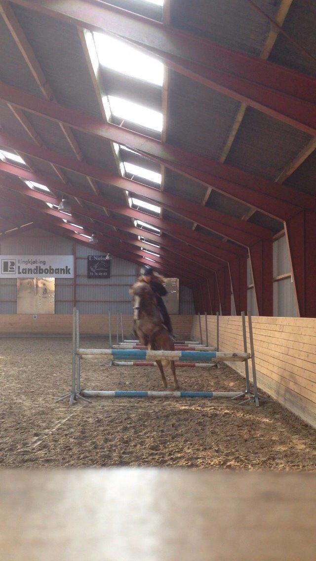 Welsh Cob (sec D) Colt billede 8