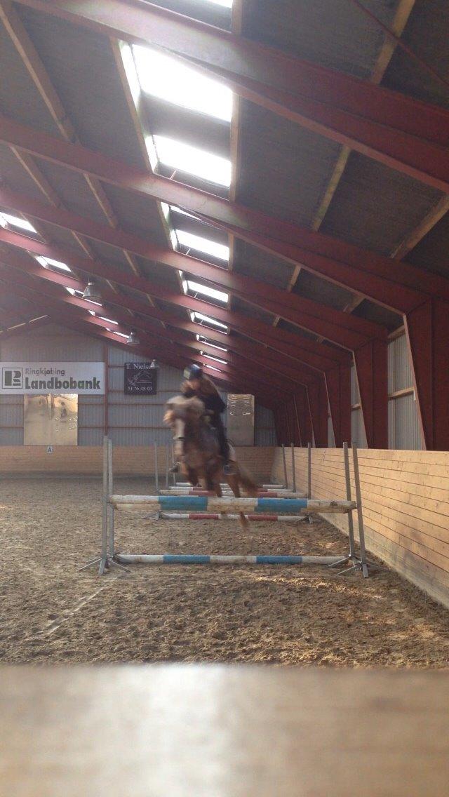 Welsh Cob (sec D) Colt billede 7