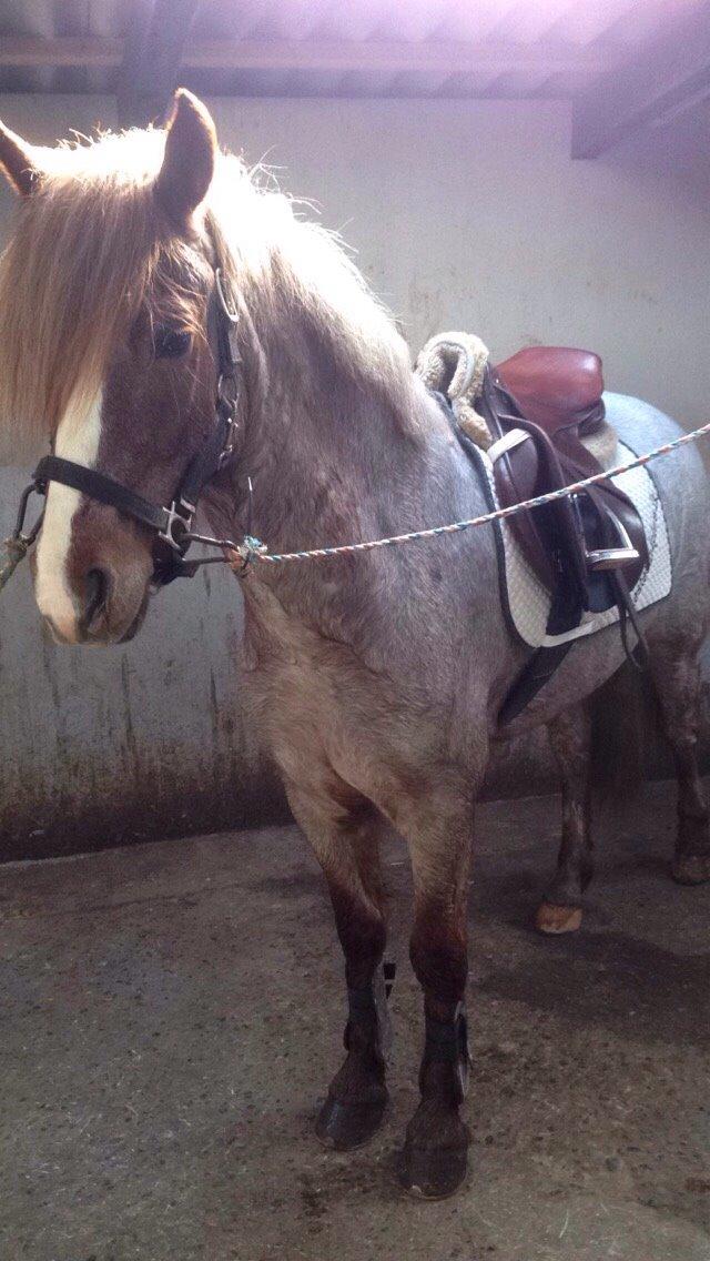 Welsh Cob (sec D) Colt billede 9