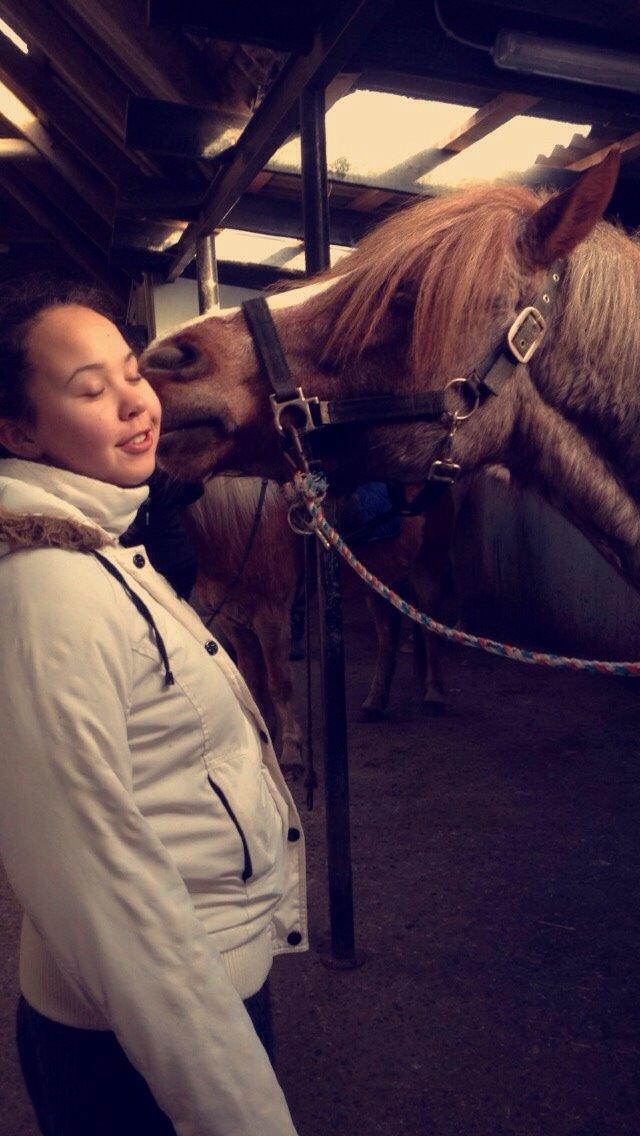 Welsh Cob (sec D) Colt billede 10