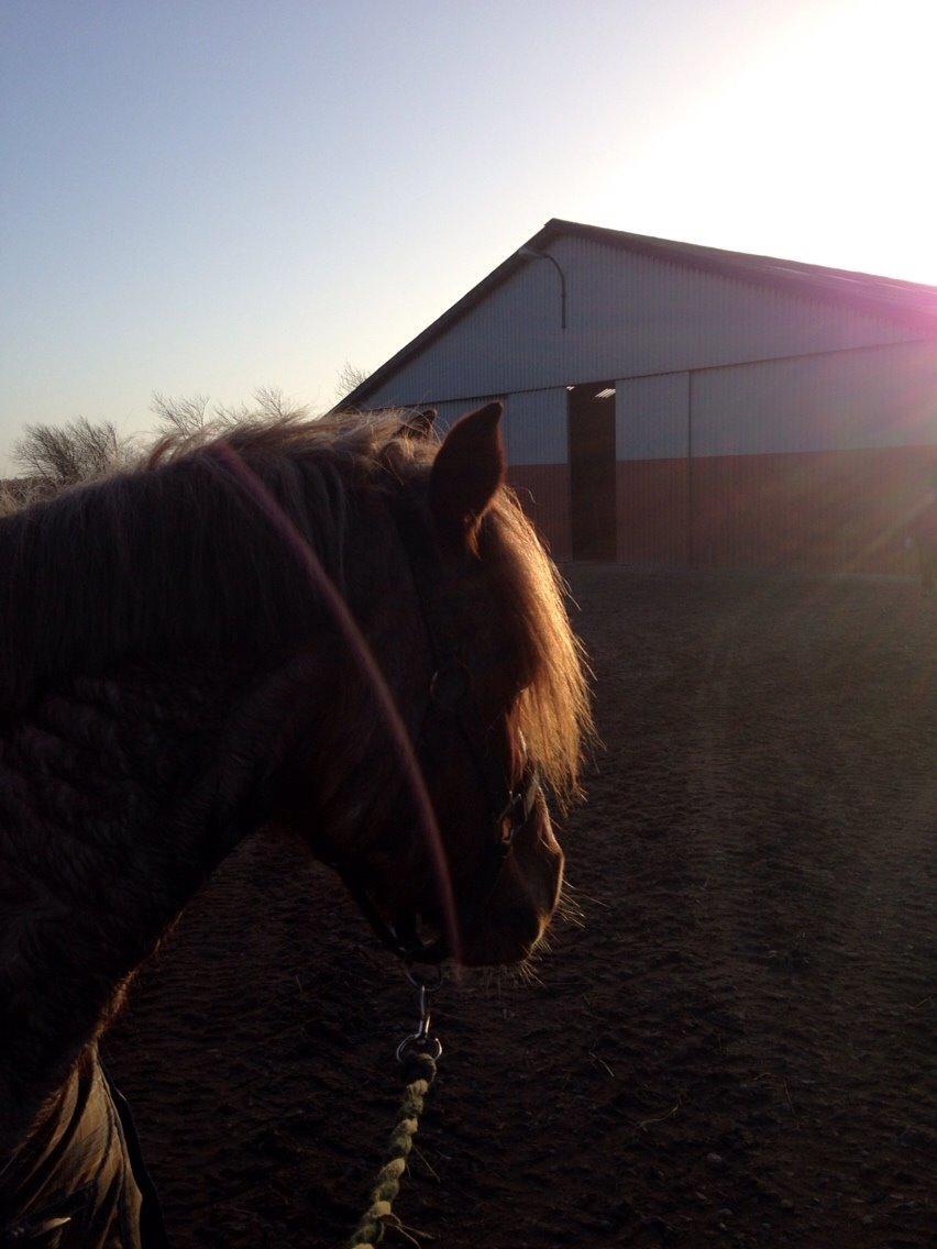 Welsh Cob (sec D) Colt billede 11
