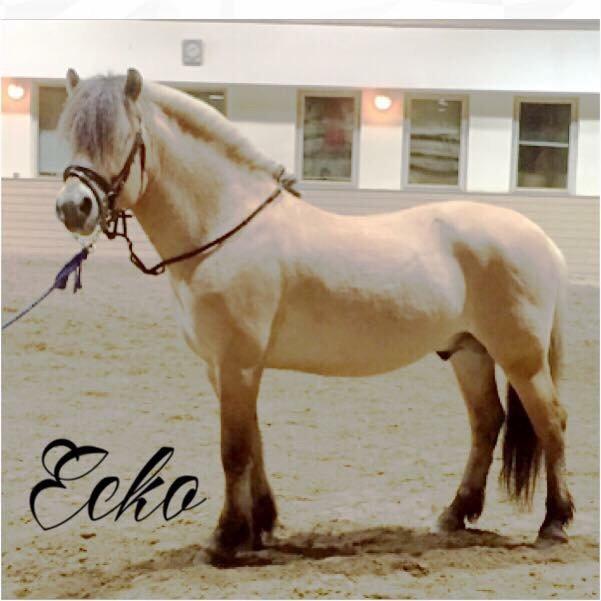 Fjordhest Ecko Frølunde billede 13